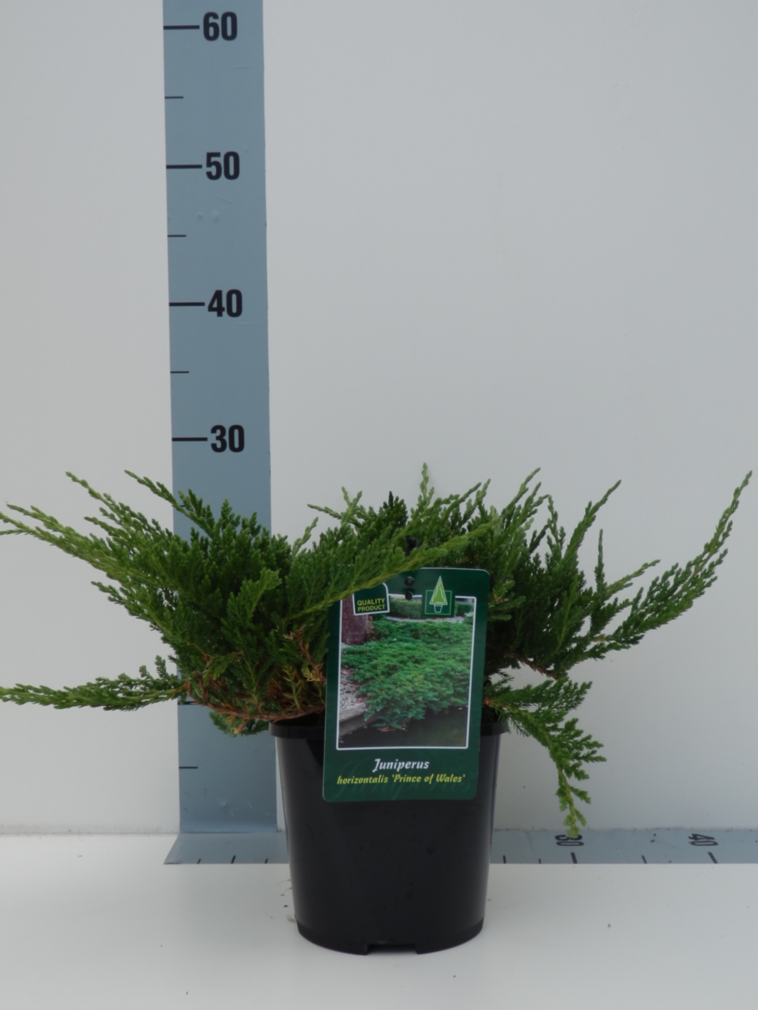 Можжевельник горизонтальный Принц Оф Уэльс